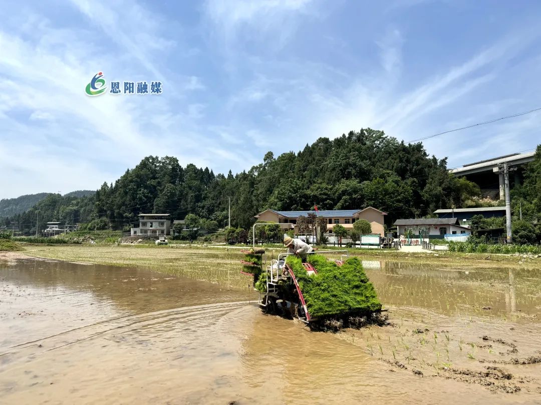 【乡村振兴】明阳镇：沃野新绿好“丰”景 田间水稻移栽忙